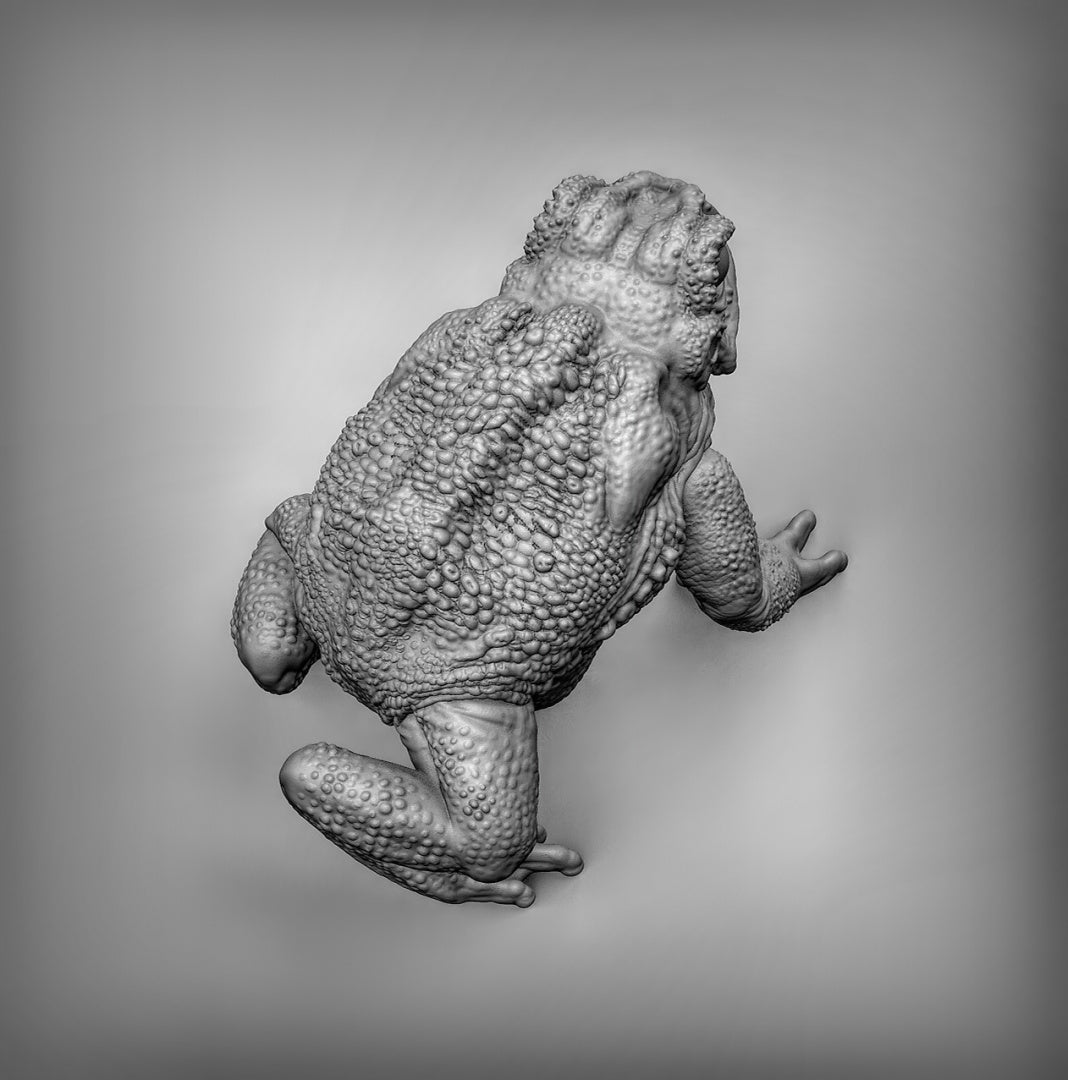 Giant Toads Resin Miniature for DnD | Tabletop Gaming