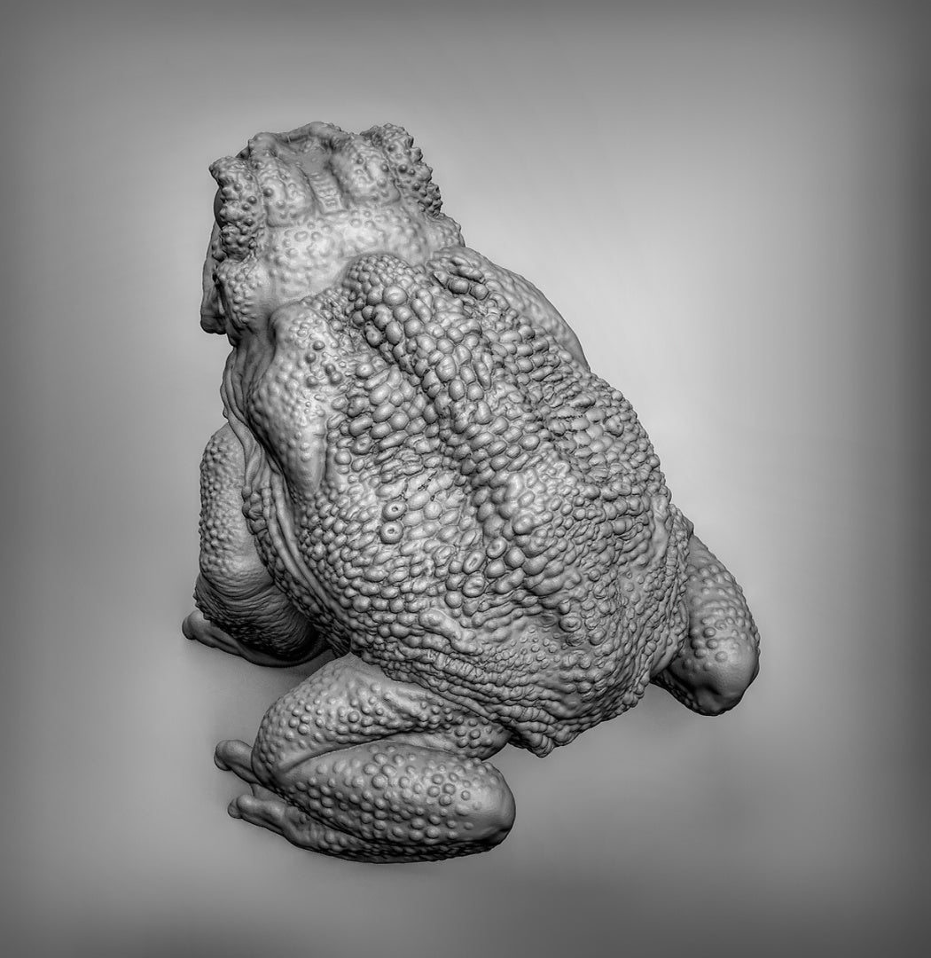 Giant Toads Resin Miniature for DnD | Tabletop Gaming